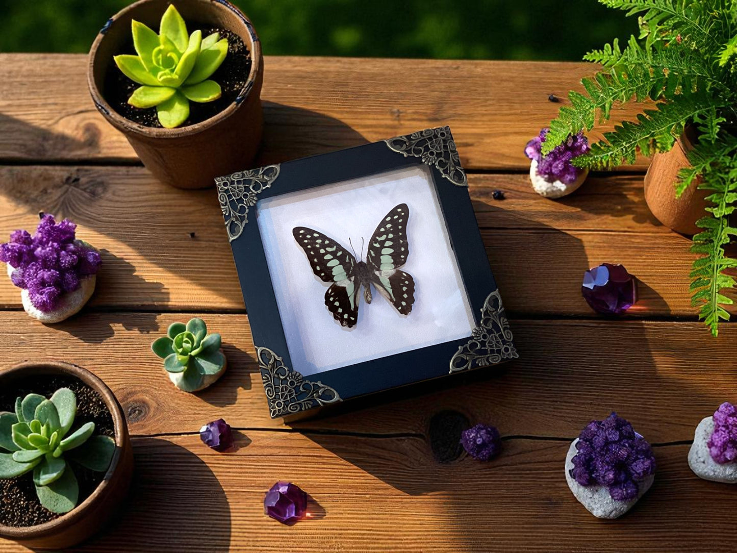 Bluebottle Butterfly Frame