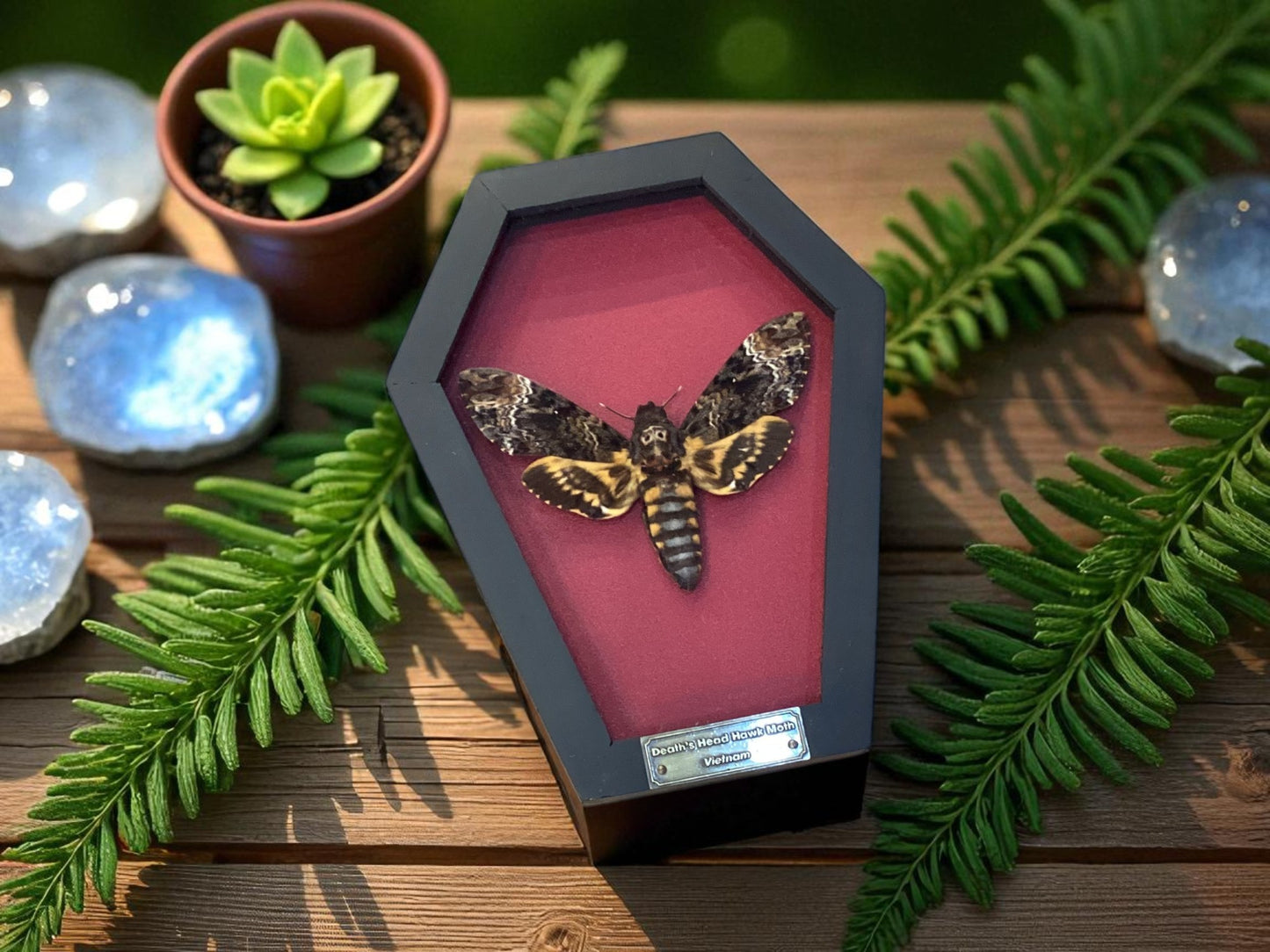 Death Head Moth Frame