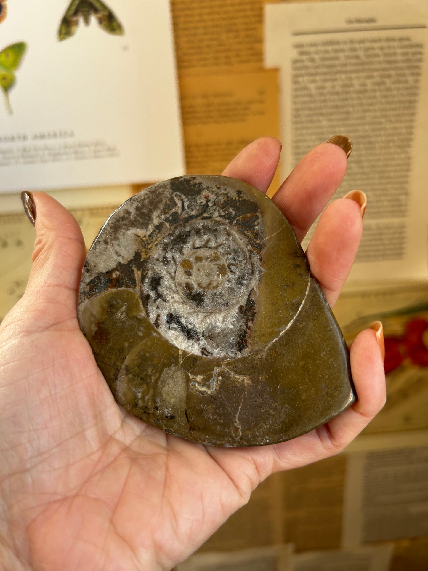 Ammonite Fossil Polished