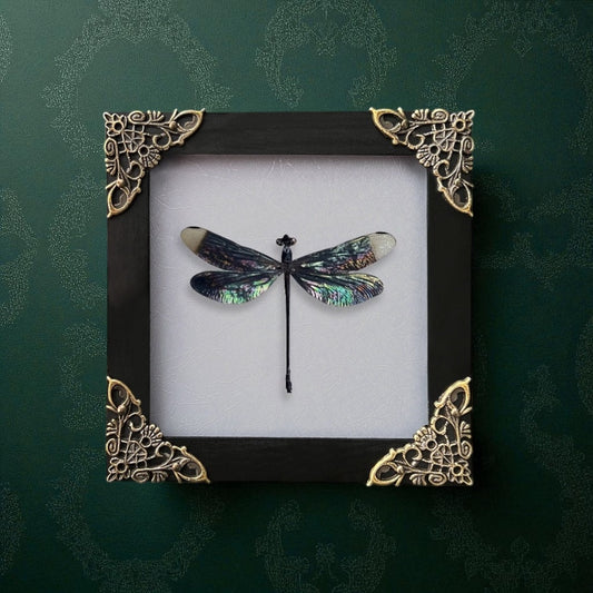 Dragonfly Frame