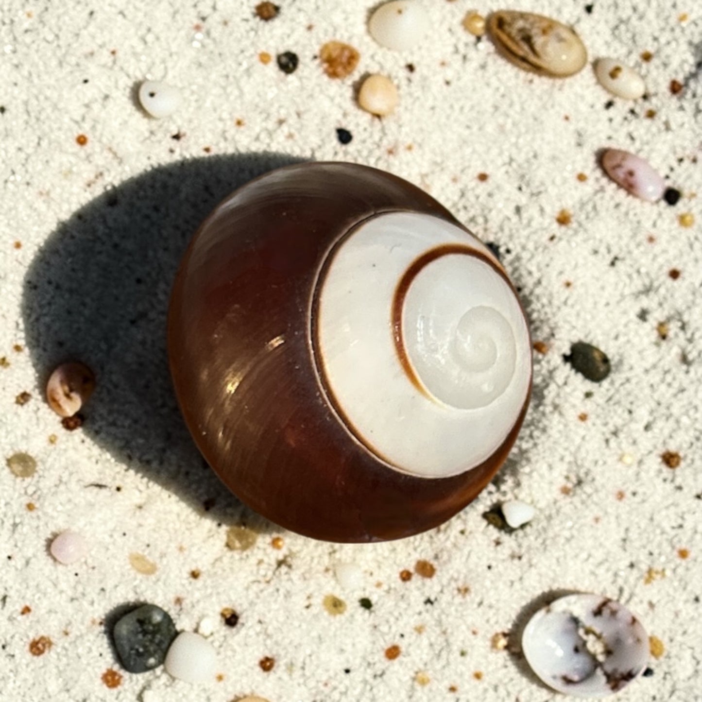 Striped Land Snail Shell