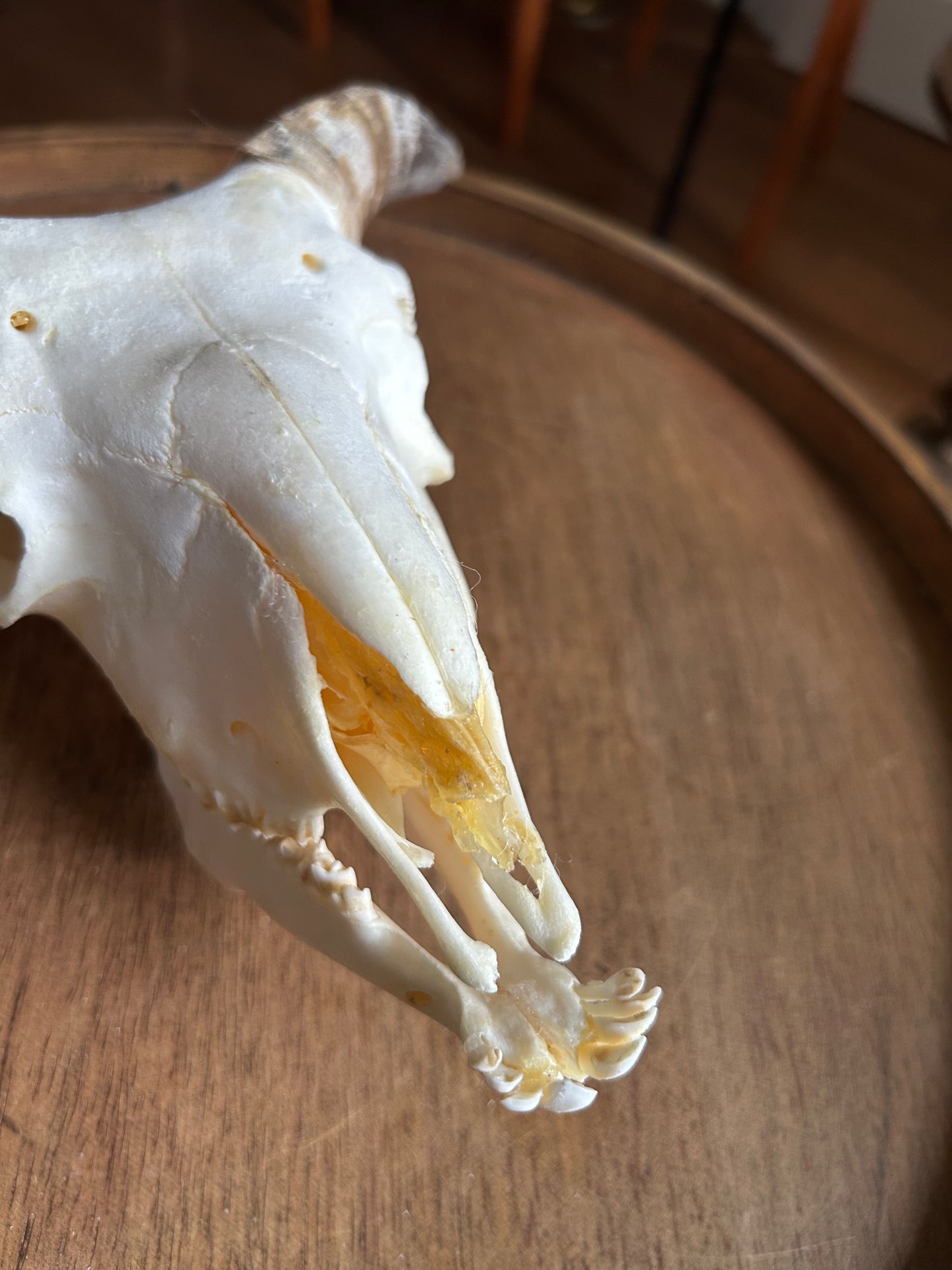 Goat Skull