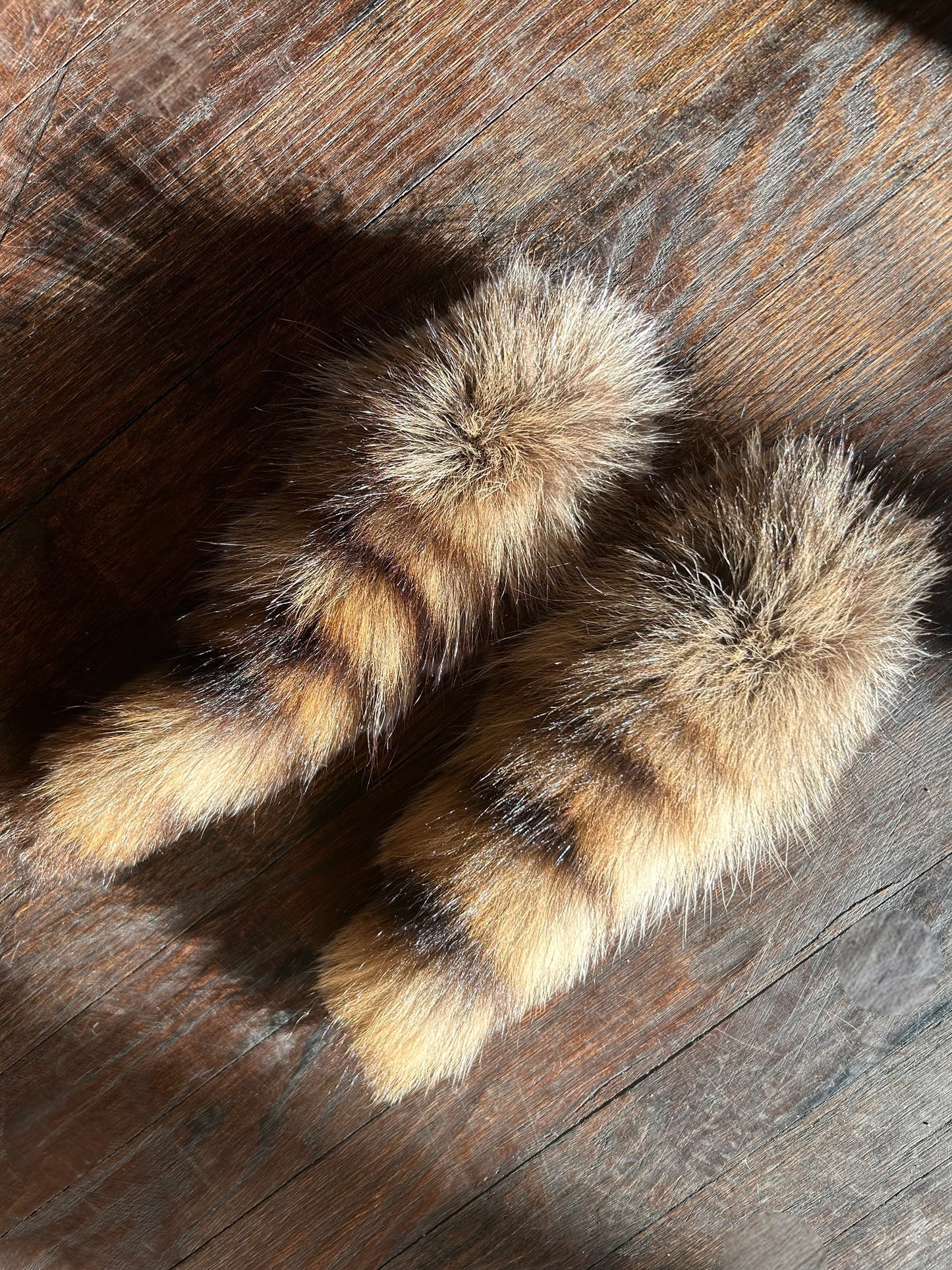 Raccoon Tail