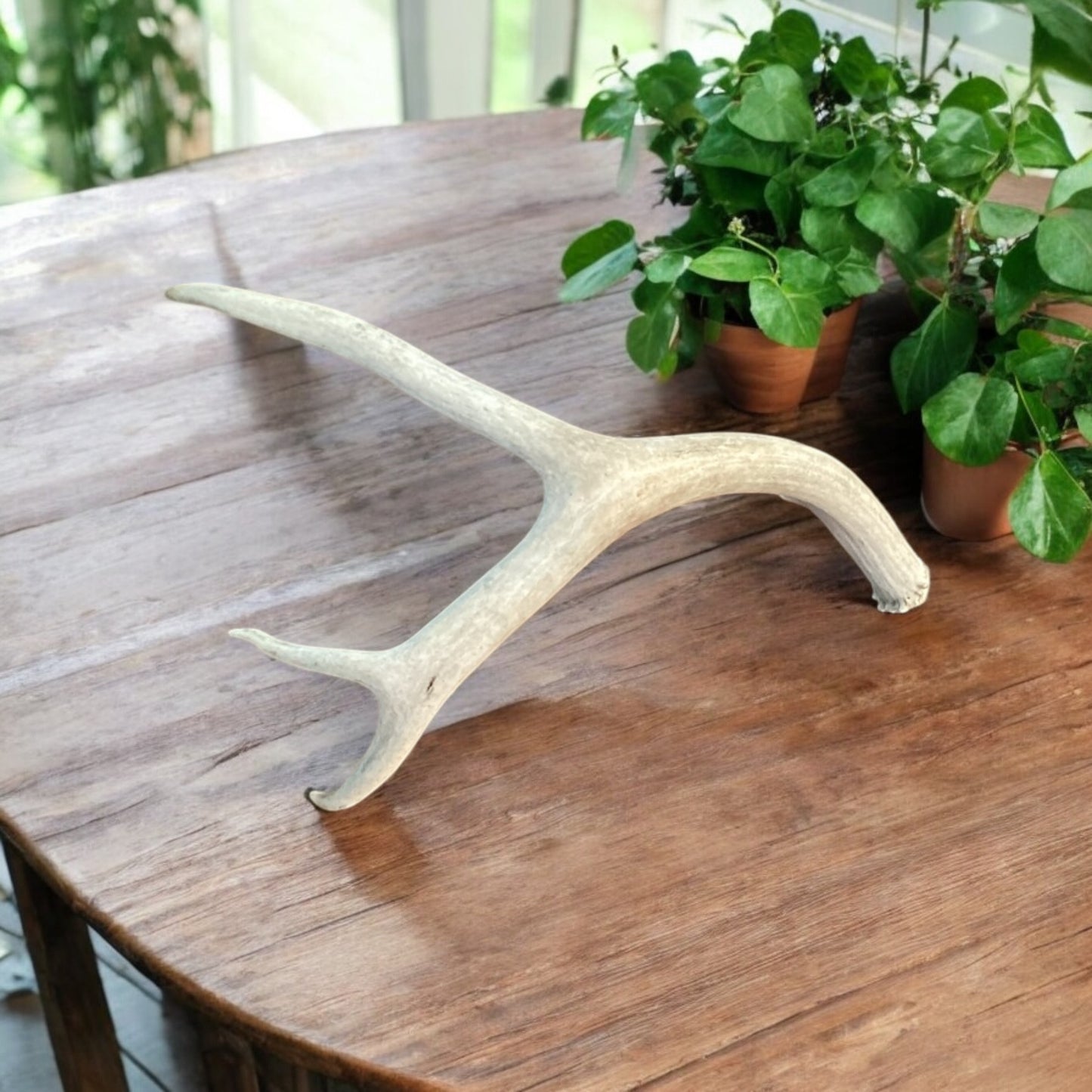 Deer Antler