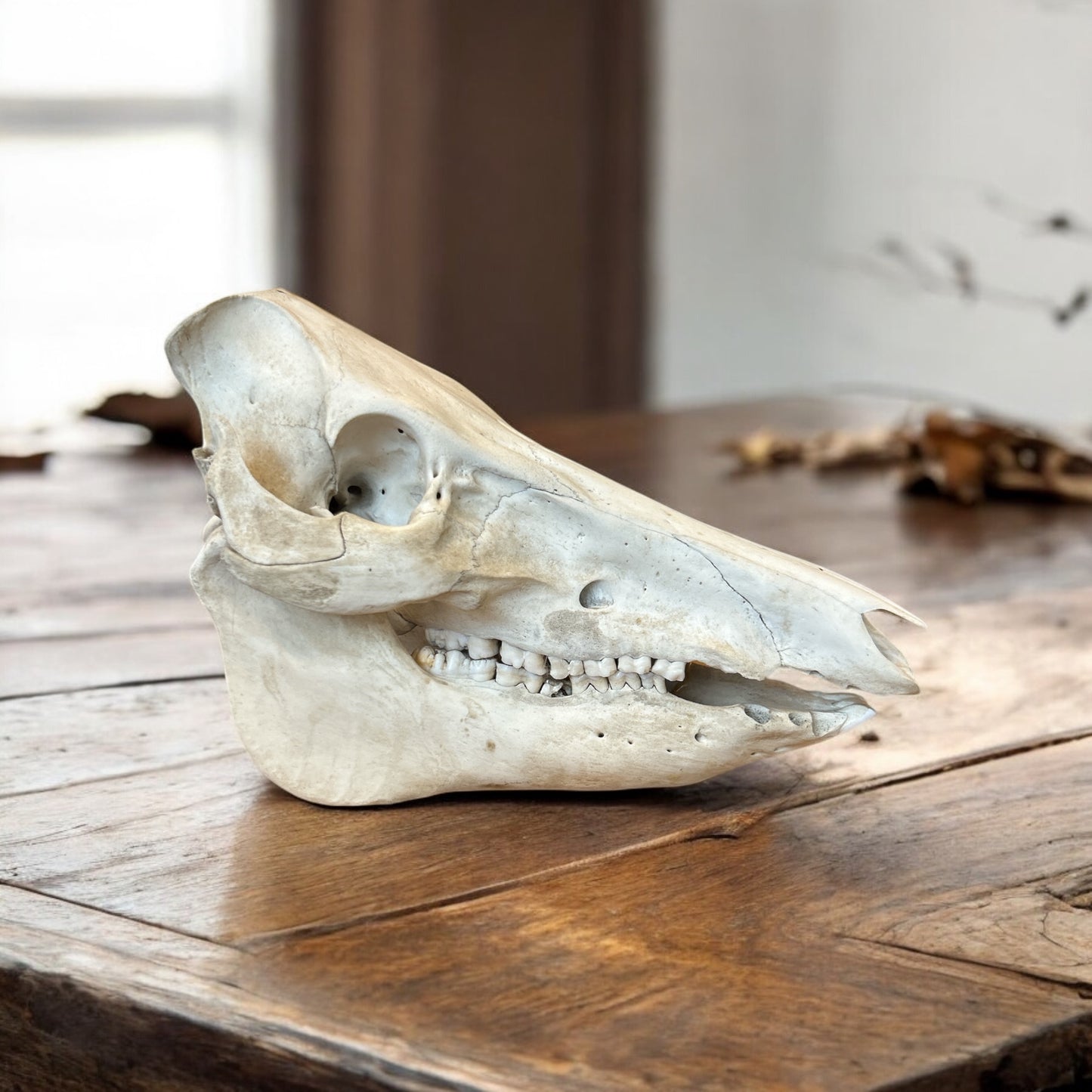 Pig Skull