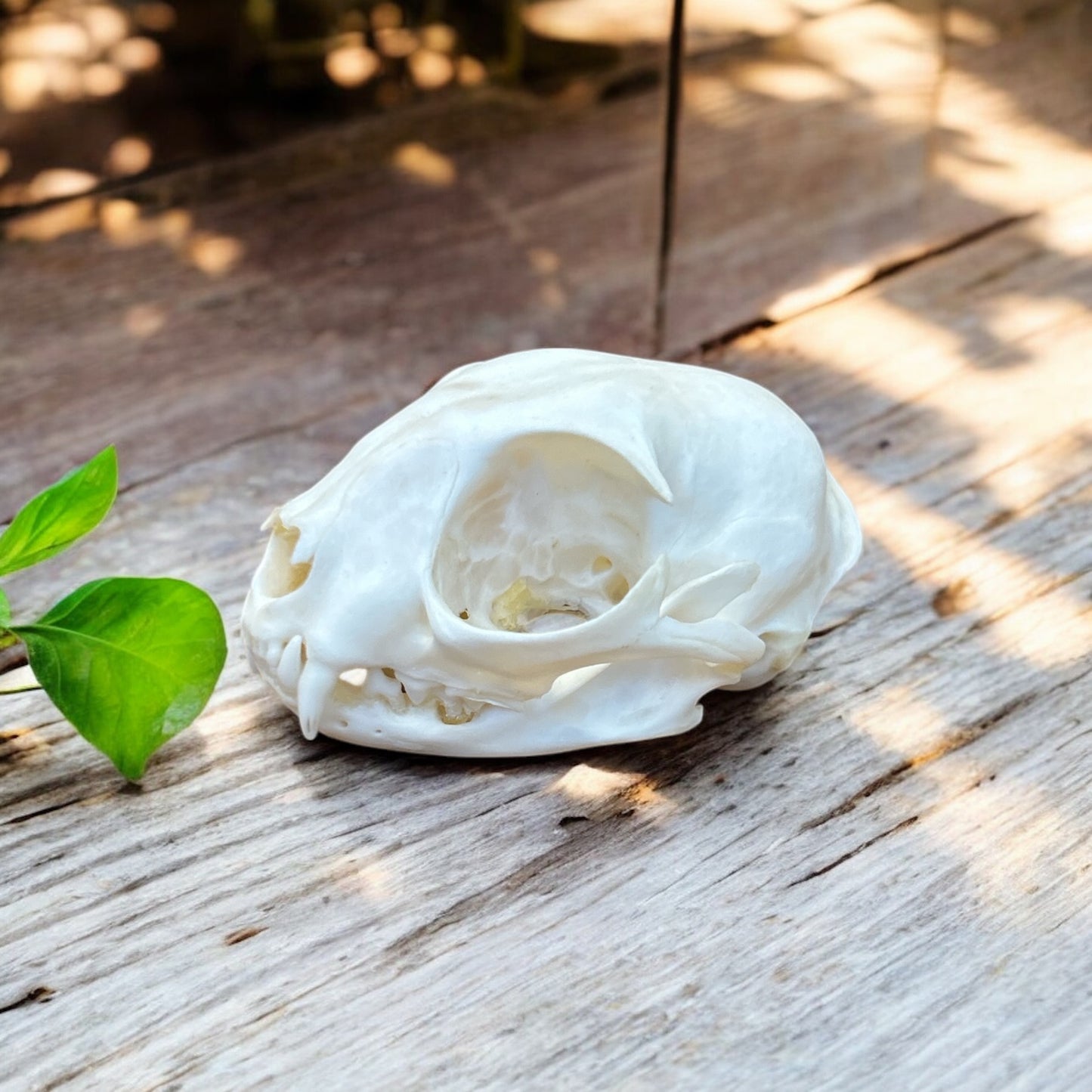 Cat Skull