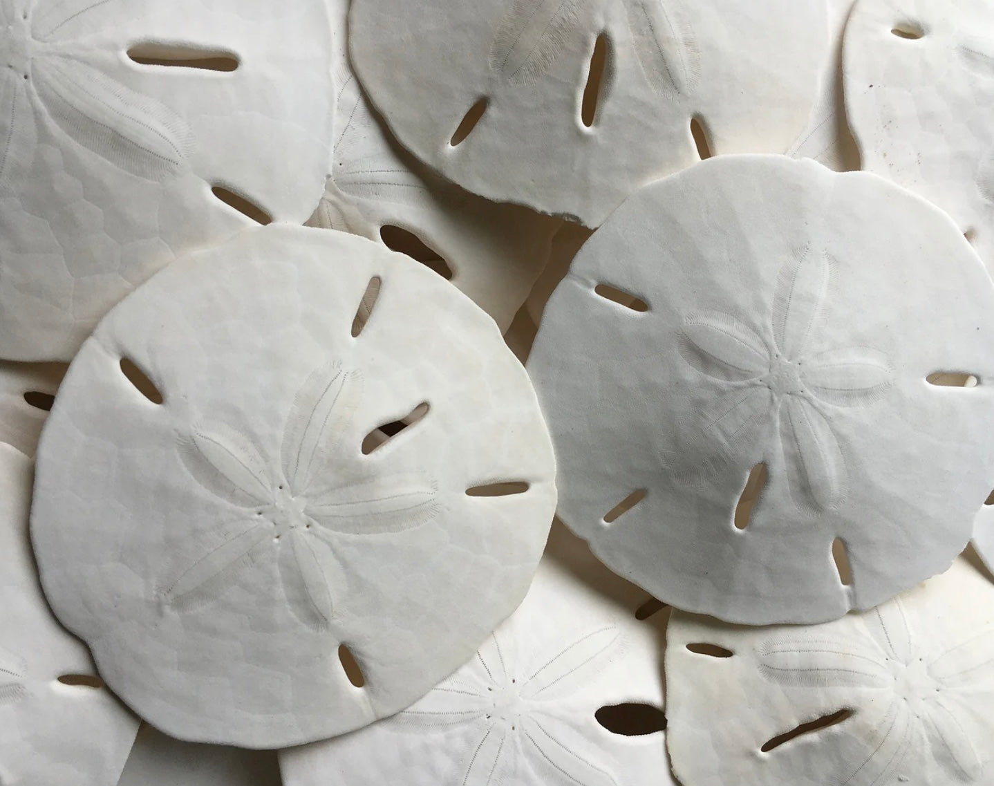 Sand Dollars Shell