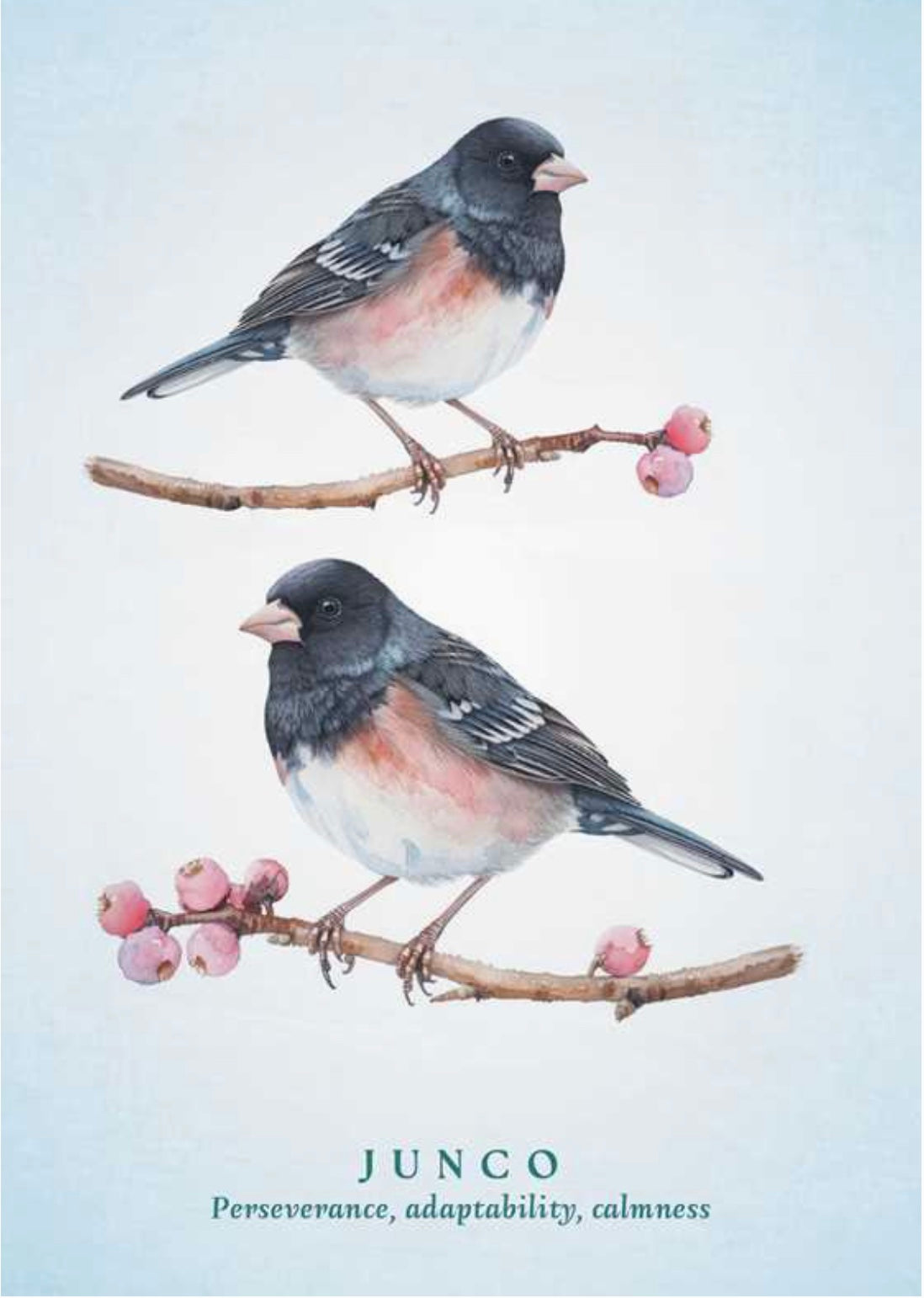 Spiritual Meaning of Birds Oracle Deck
