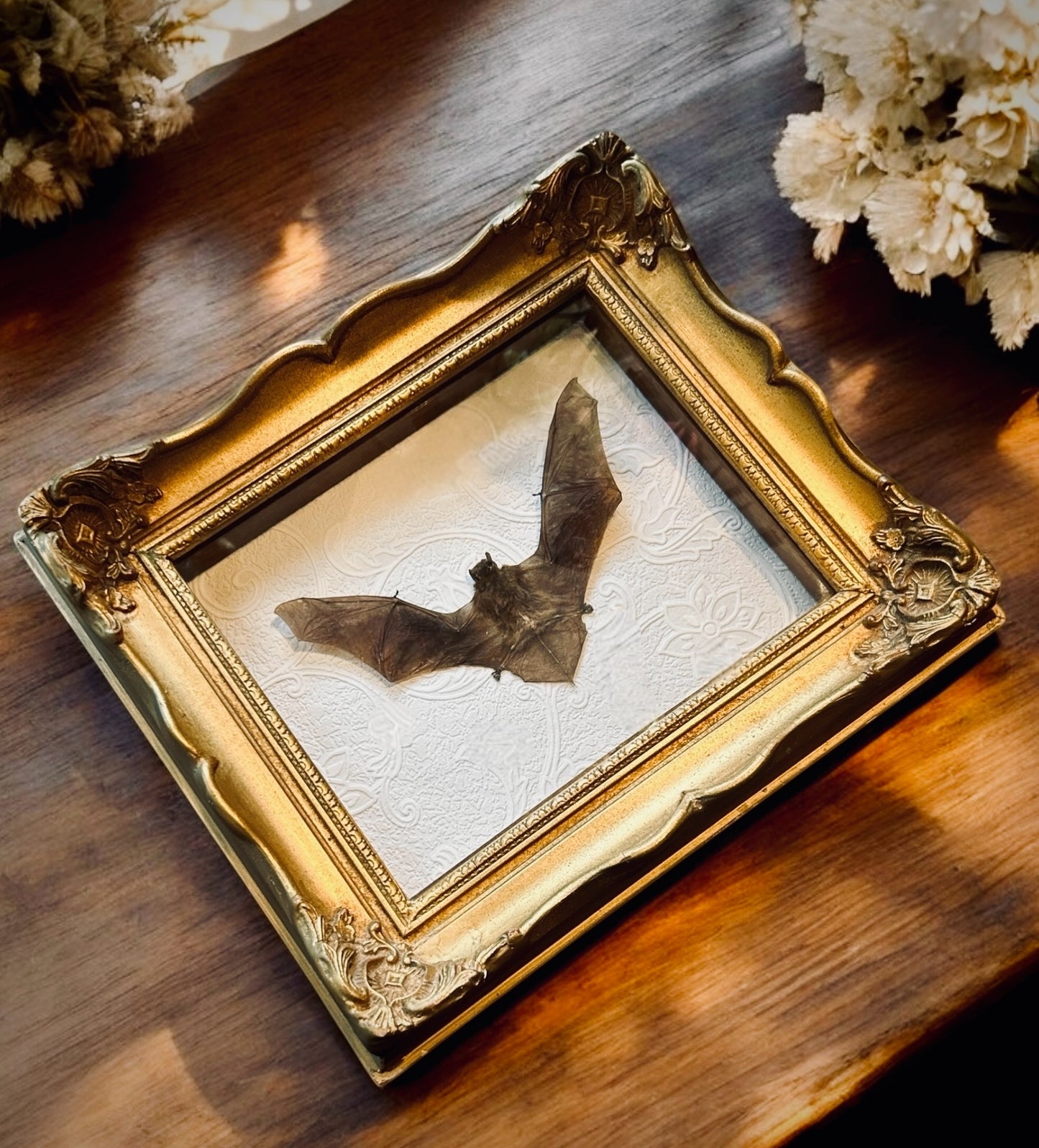Pipistrells Fruit Bat with Vintage Frame