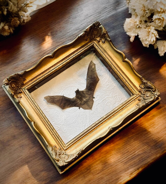 Pipistrells Fruit Bat with Vintage Frame