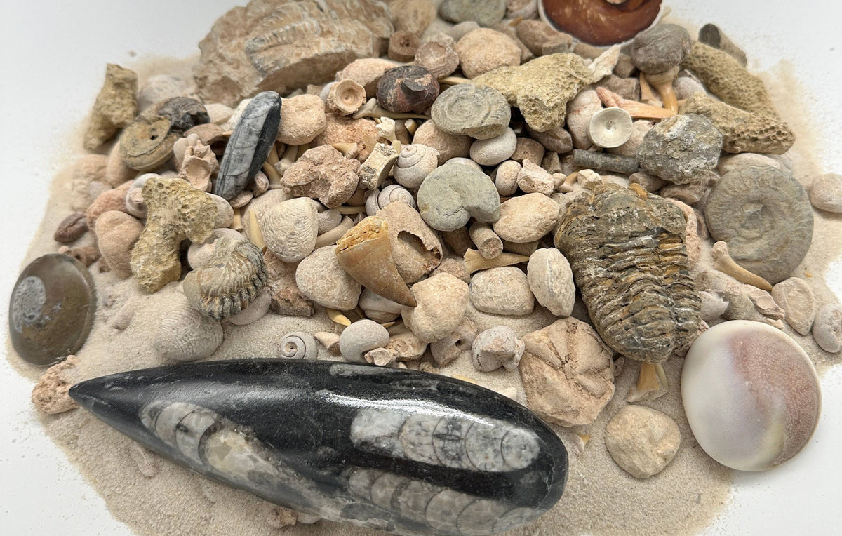 TTM Paydirt - Fossil Mining Mystery Bag