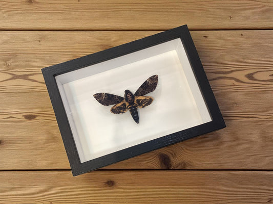 Death's Head Moth Frame