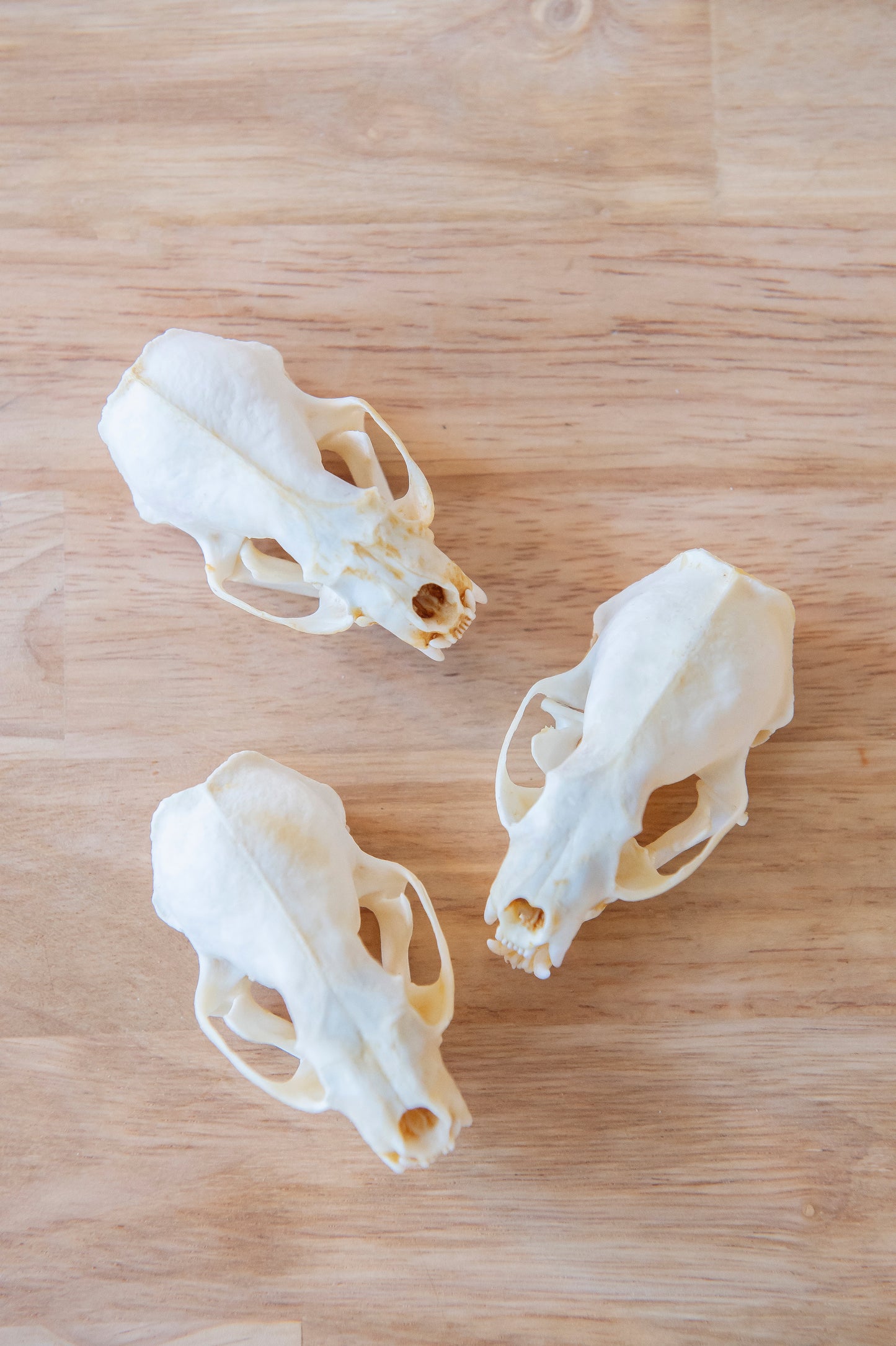 Mink Skull