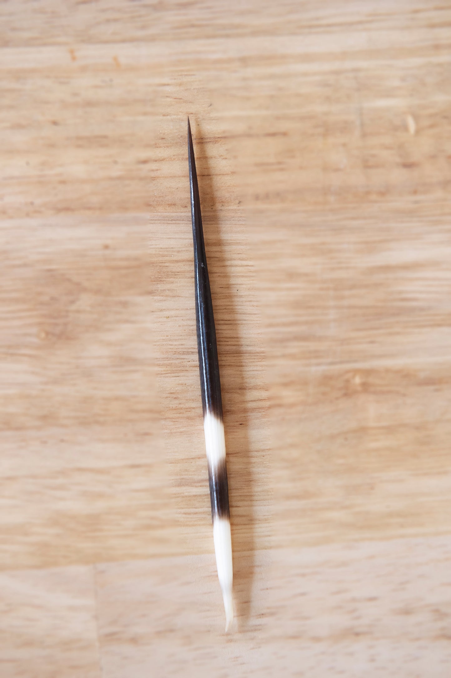 Porcupine Quill