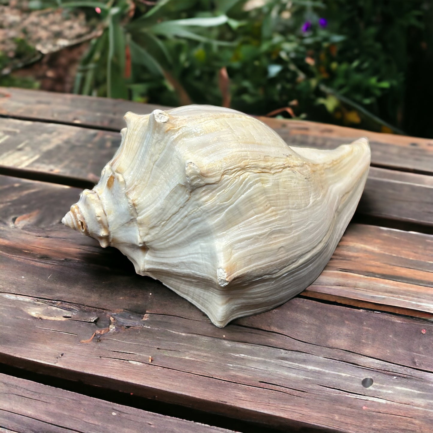 Whelk Shell