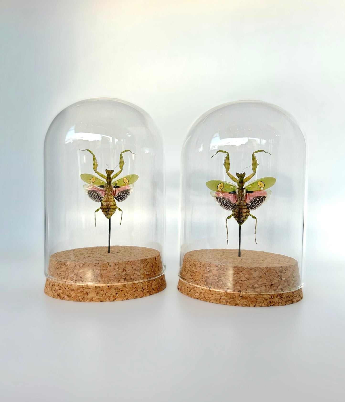 Praying Mantis Dome