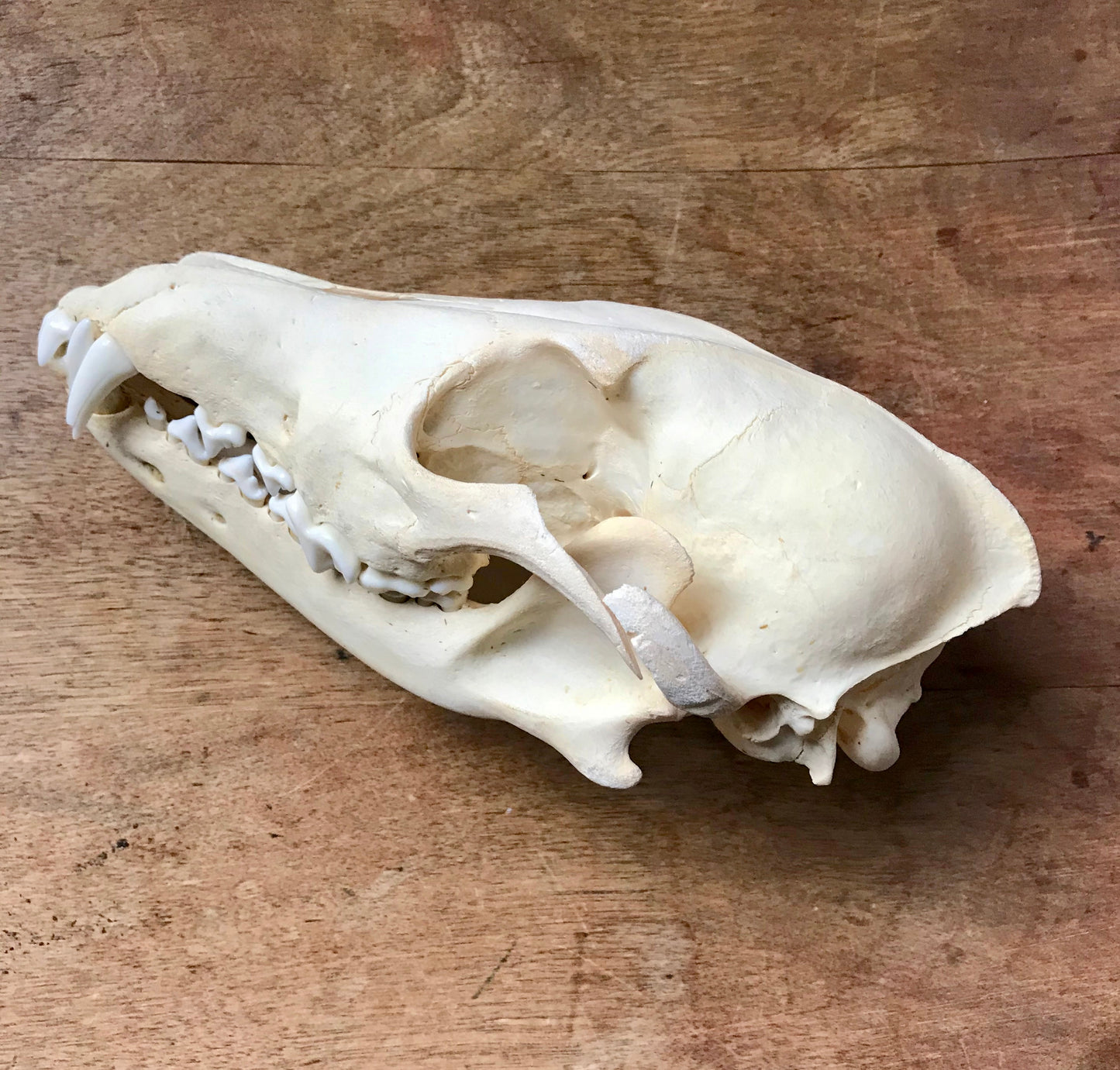 Coyote Skull