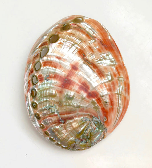 Red Polished Abalone Shell