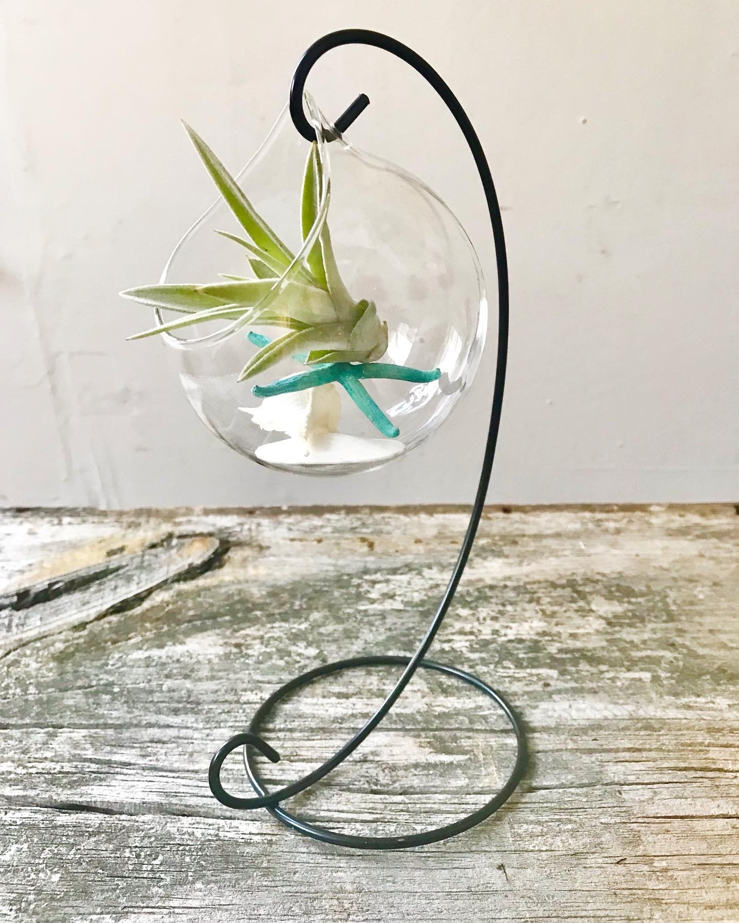 Glass Hanging Terrarium
