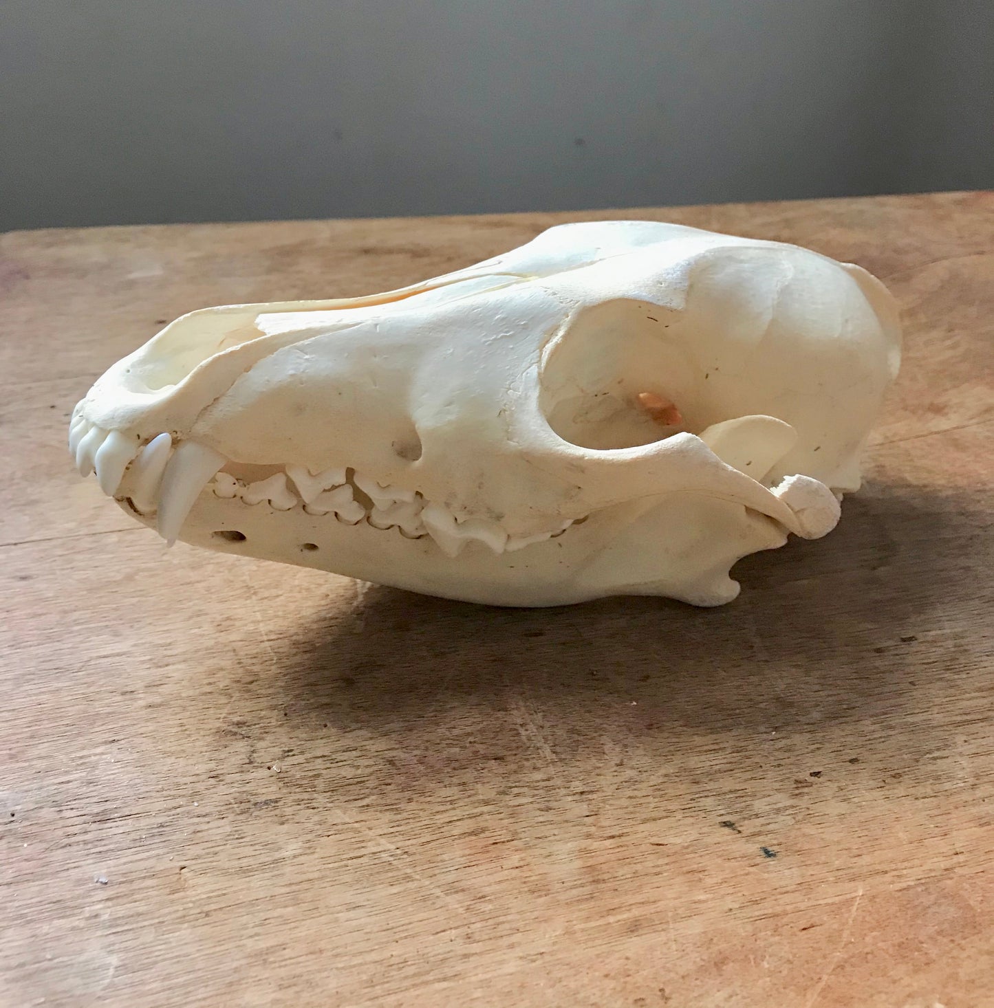 Coyote Skull