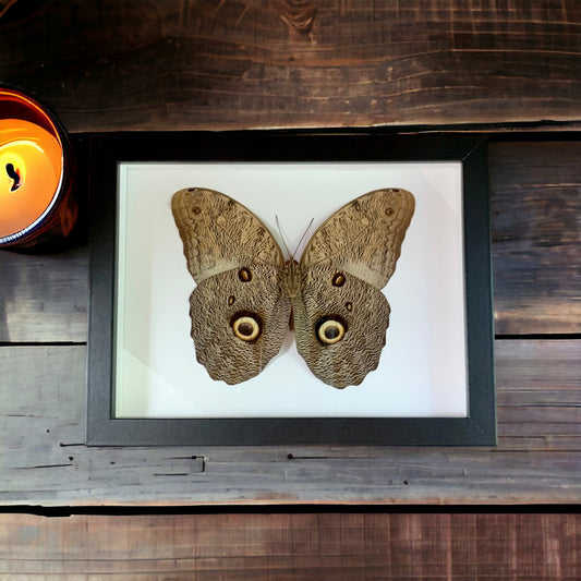 Owl face Butterfly Frame