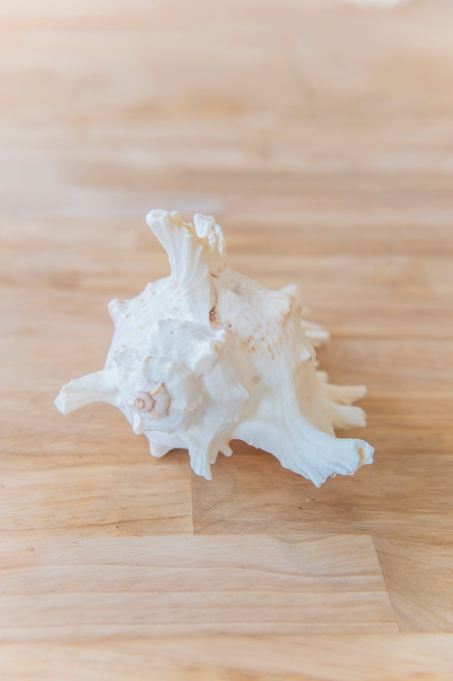 Murex Shell - Large