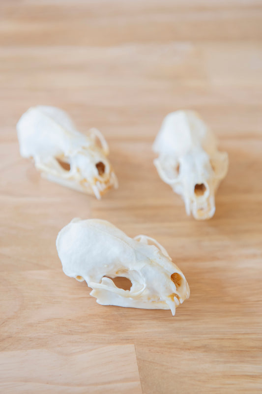 Mink Skull