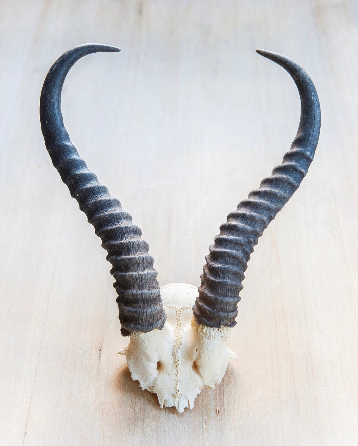 Springbok Skull Plate