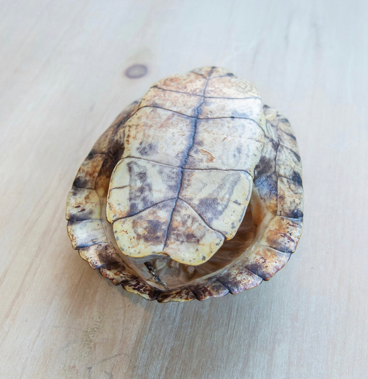 Red Eared Slider Turtle Shell
