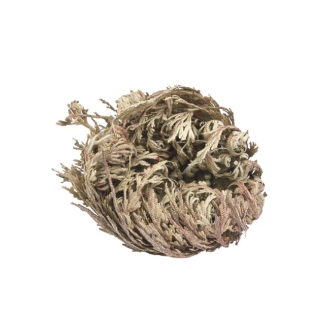 Rose of Jericho Herb