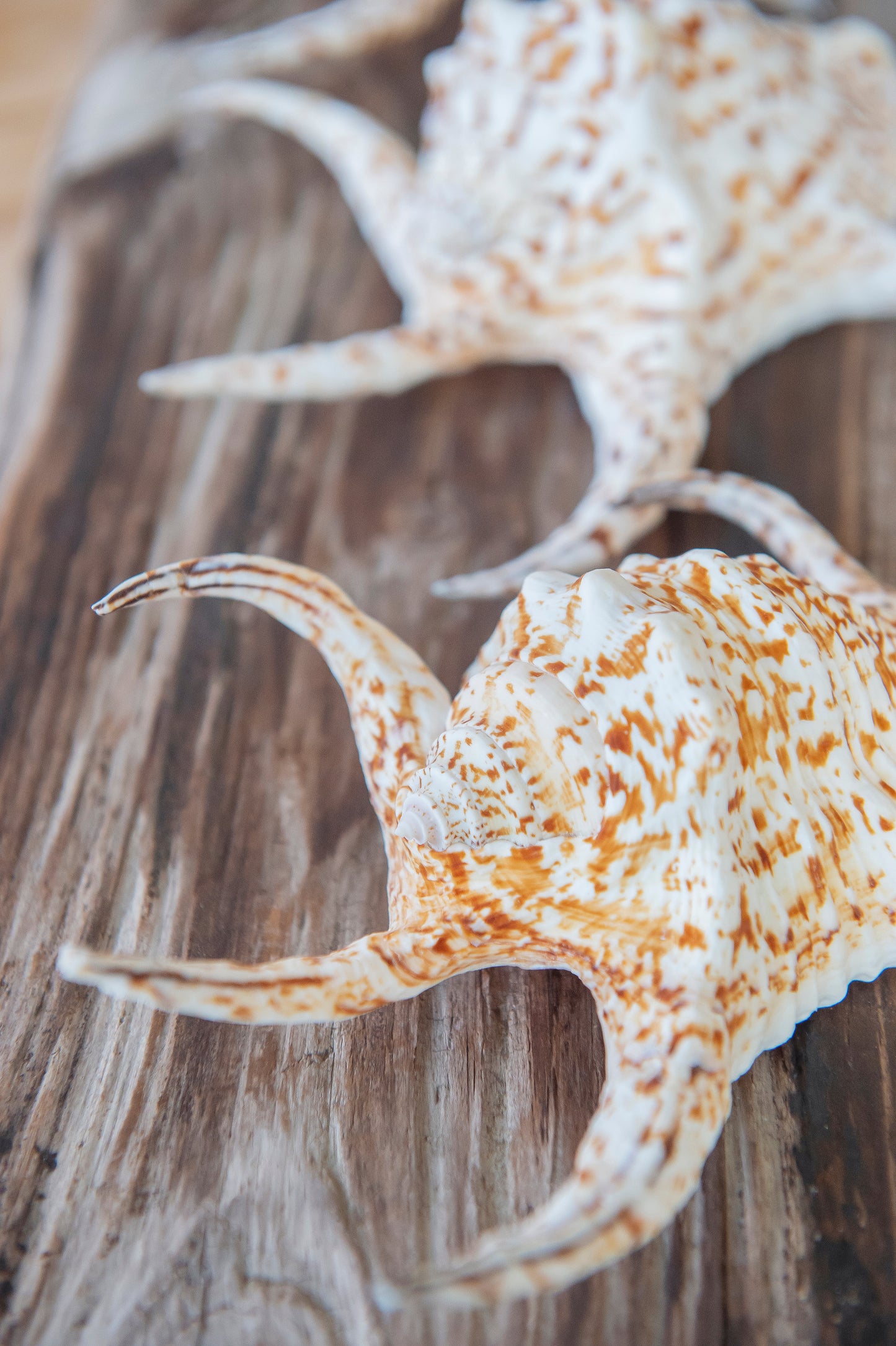 Chiragra Spider Shell