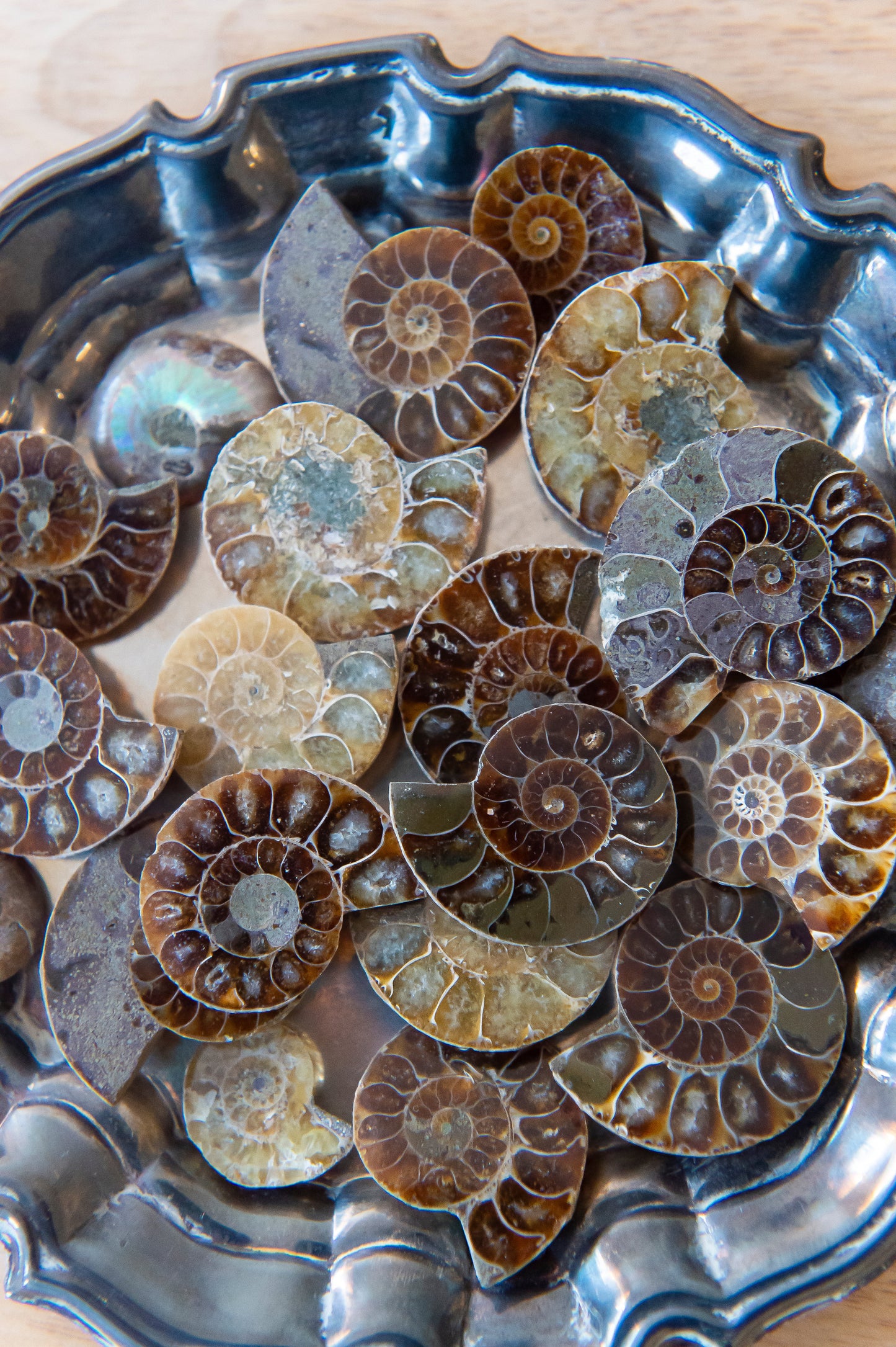 Ammonite Fossil