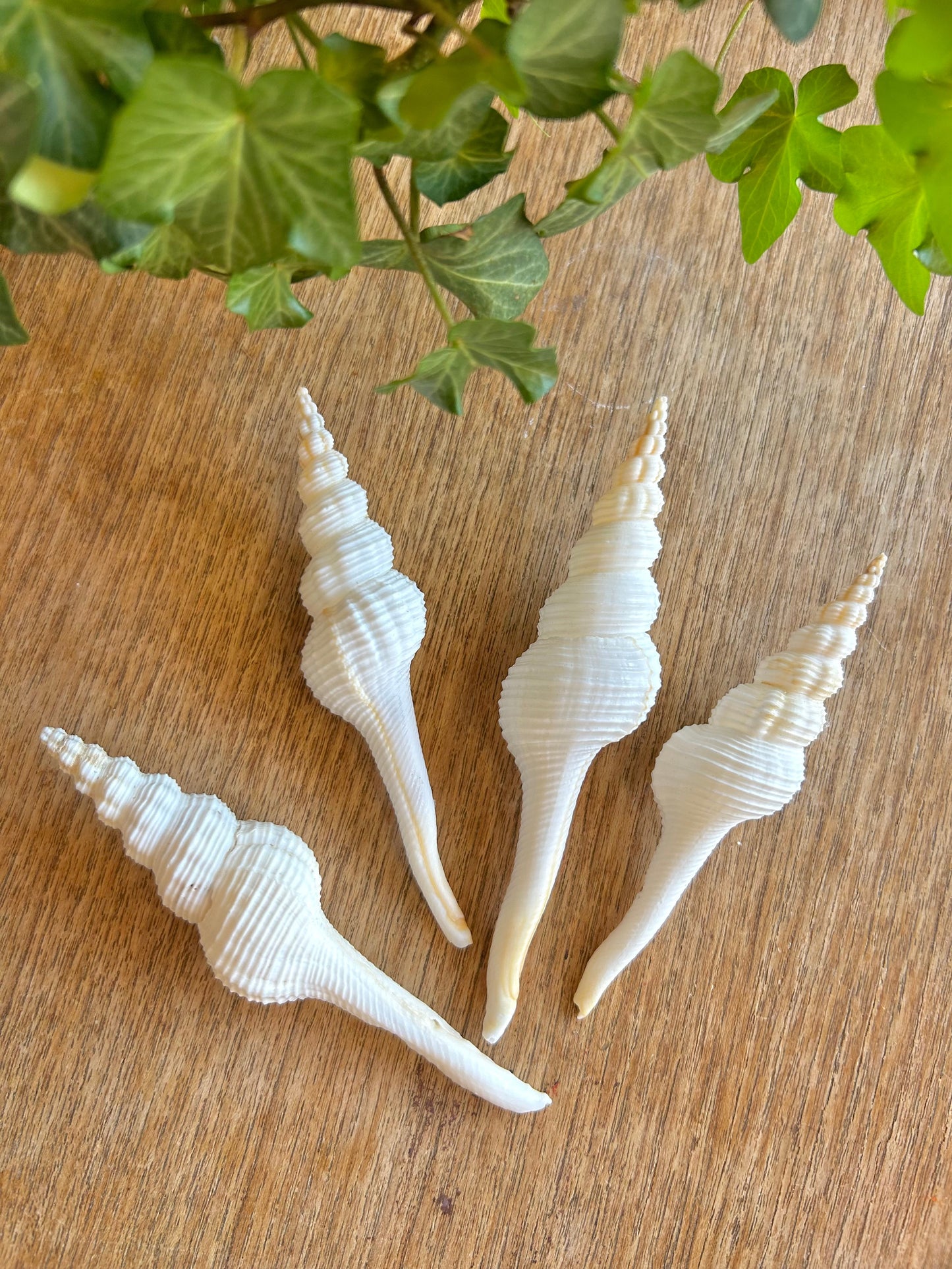 White Spiral Spindle Shell