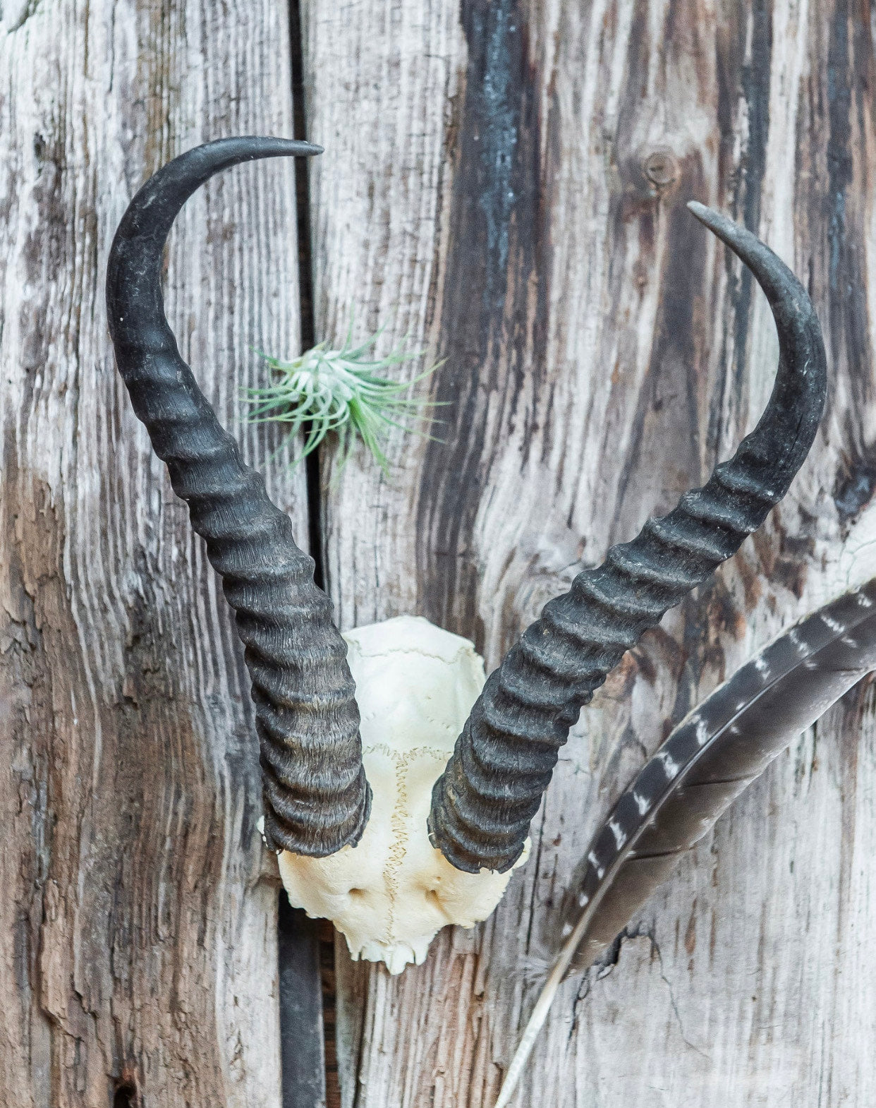 Springbok Skull Plate