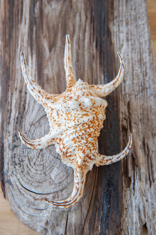 Chiragra Spider Shell