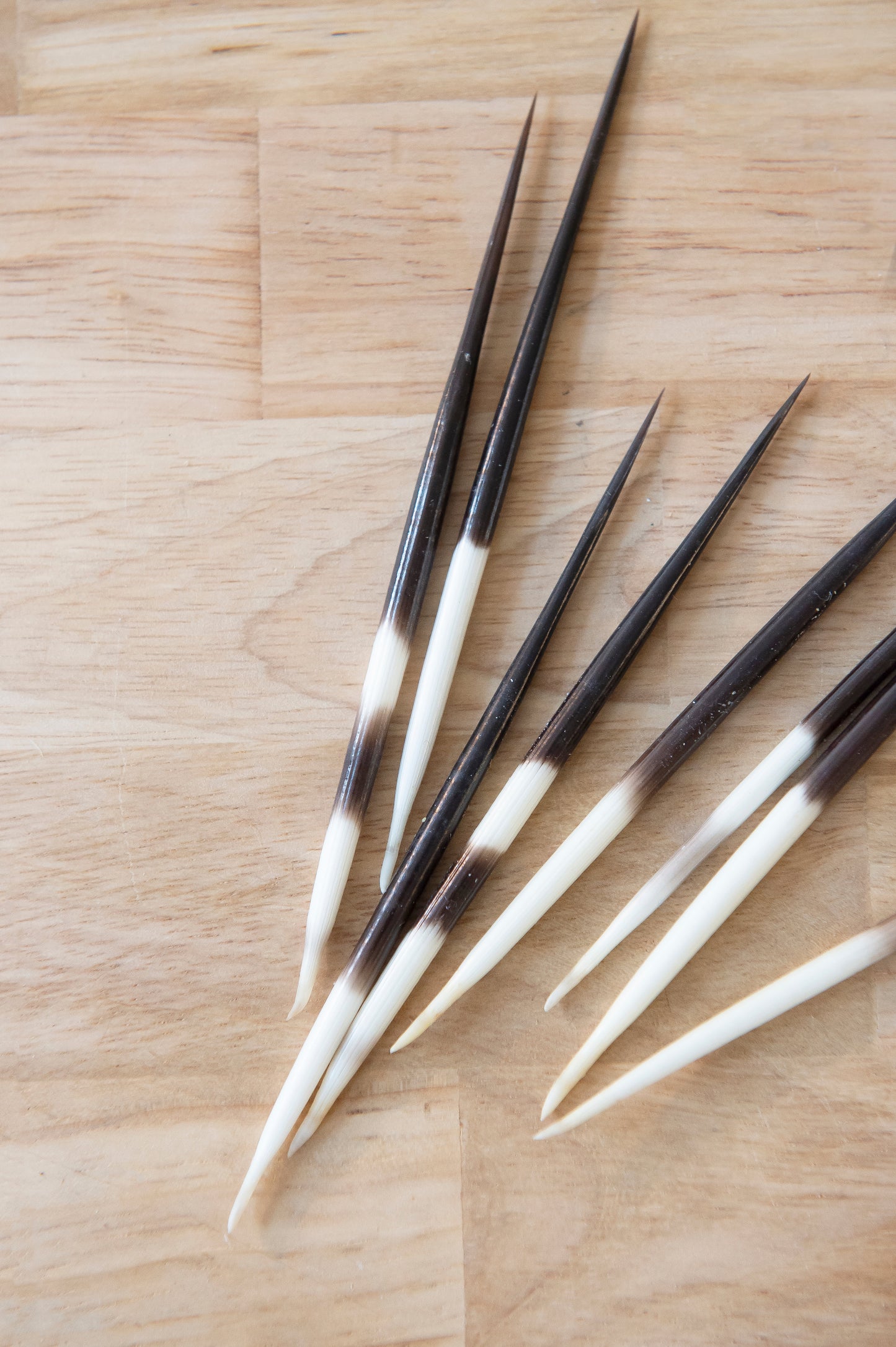 Porcupine Quill