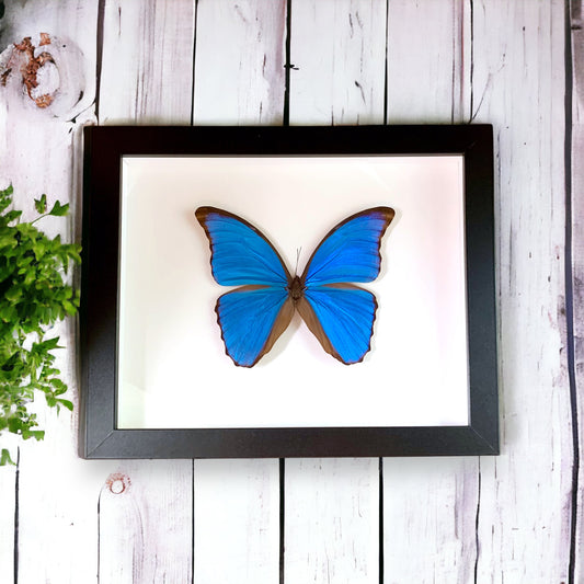 Morpho didius Butterfly Frame