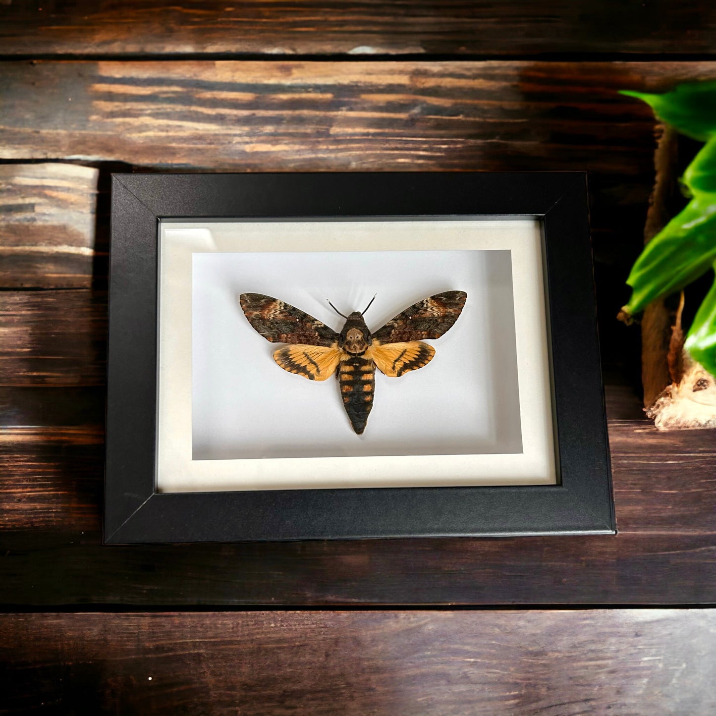 Death Head Moth Frame