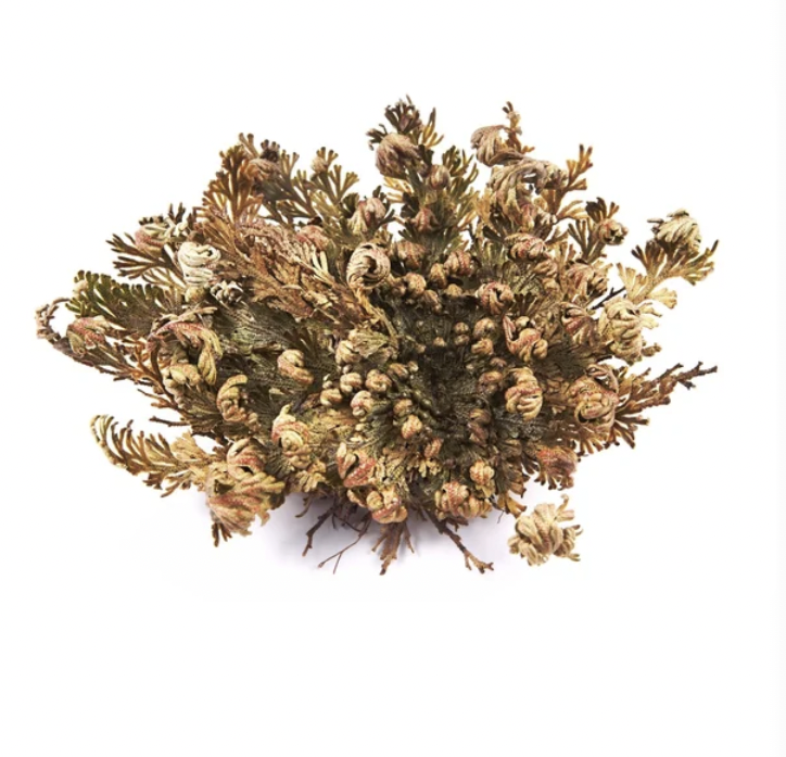 Rose of Jericho Herb