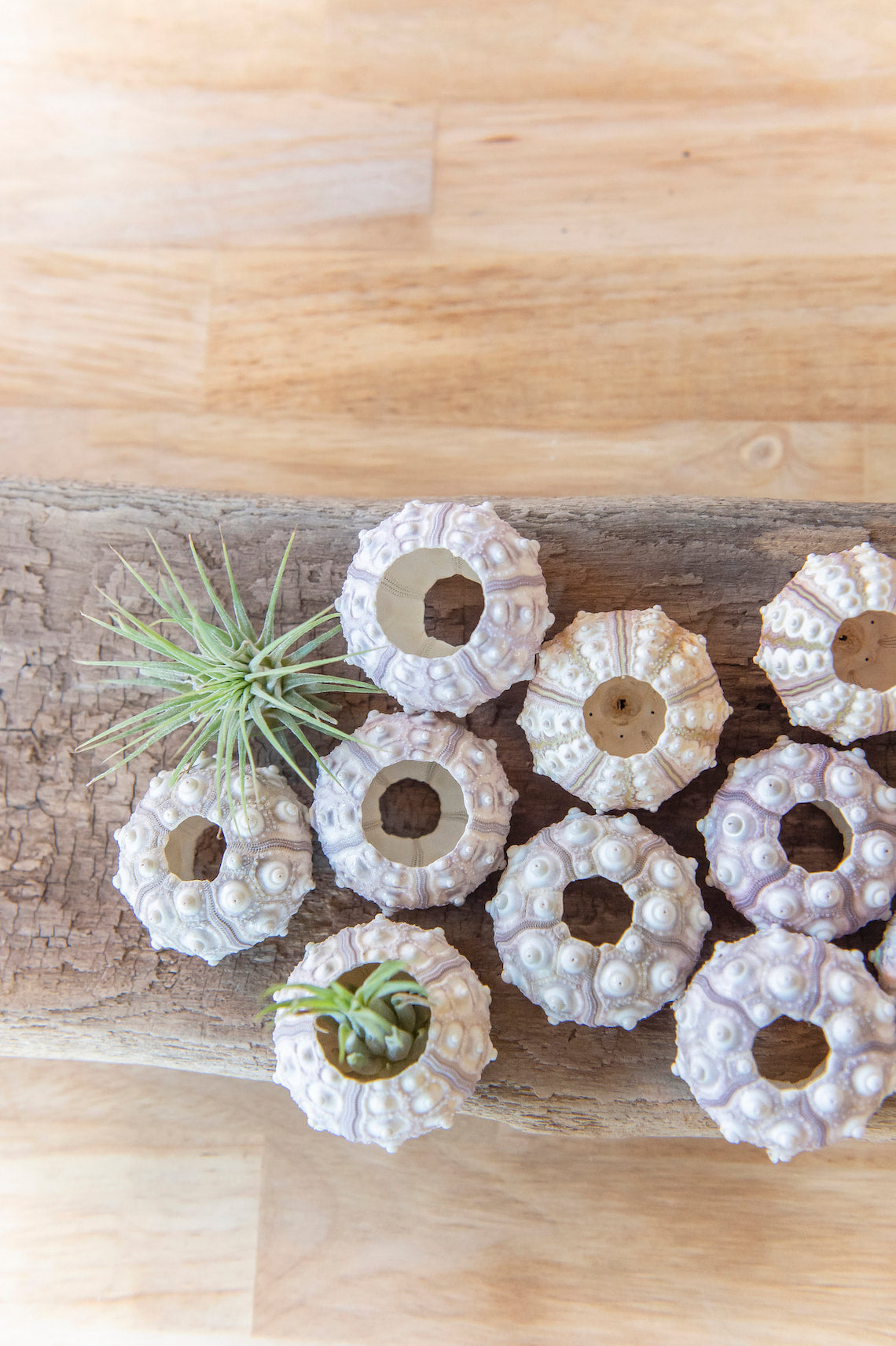Sputnik Sea Urchin Air Plant Holder