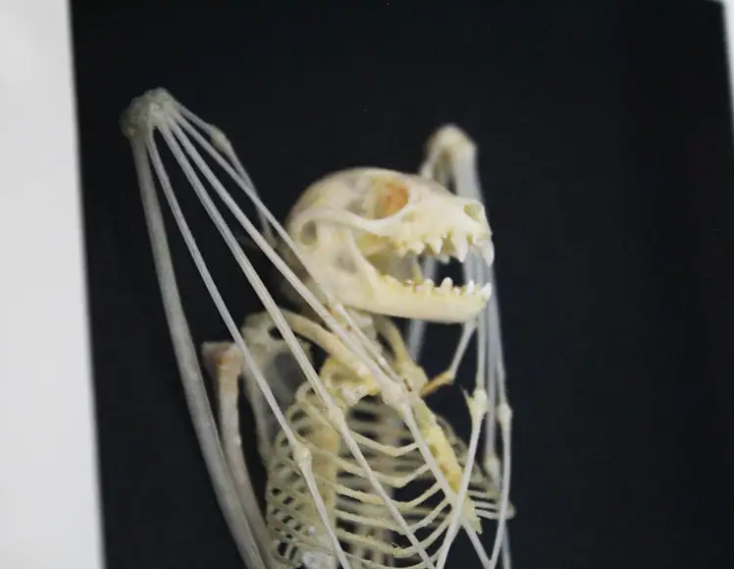 Short Nosed Bat Skeleton Frame