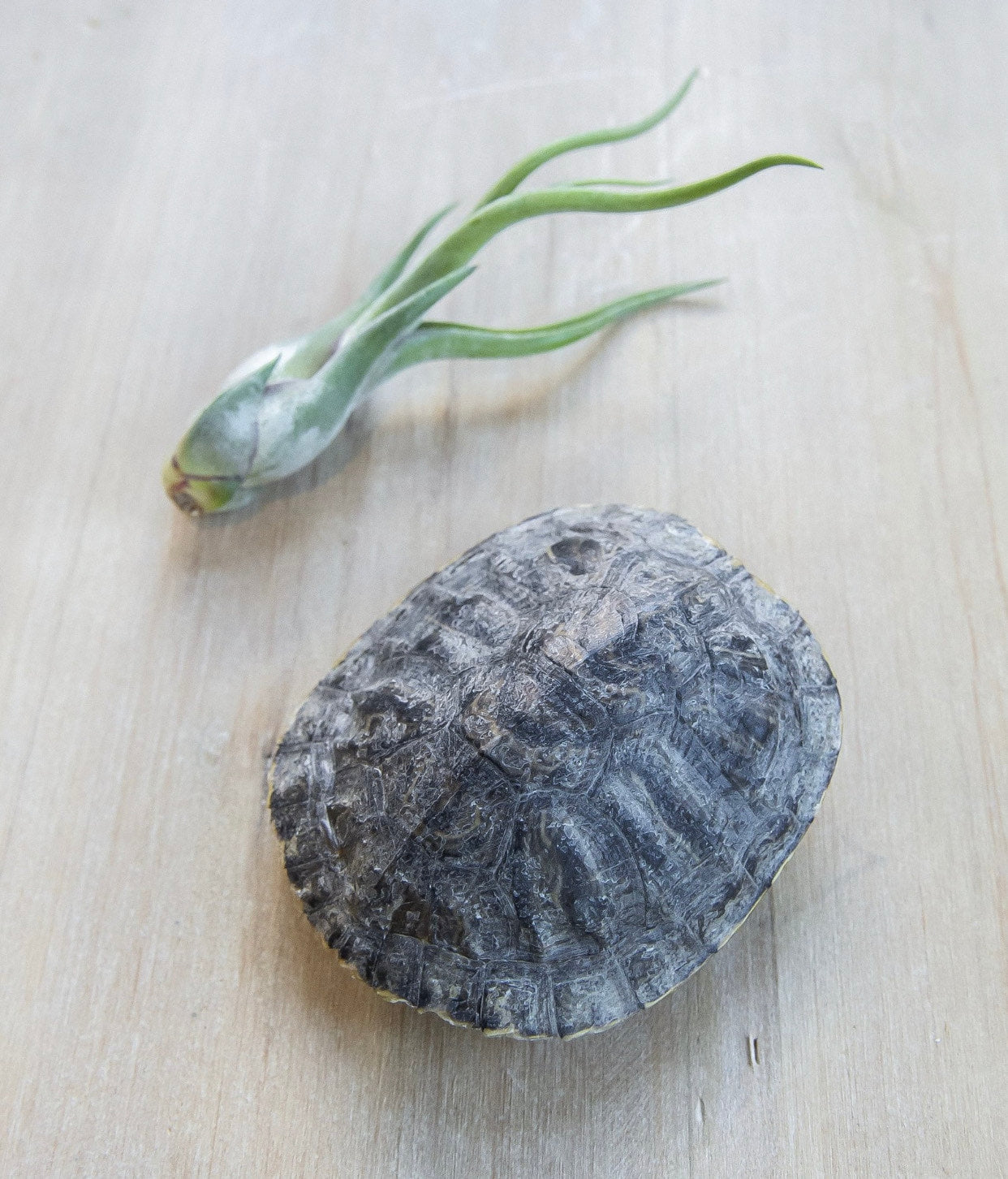 Red Eared Slider Turtle Shell