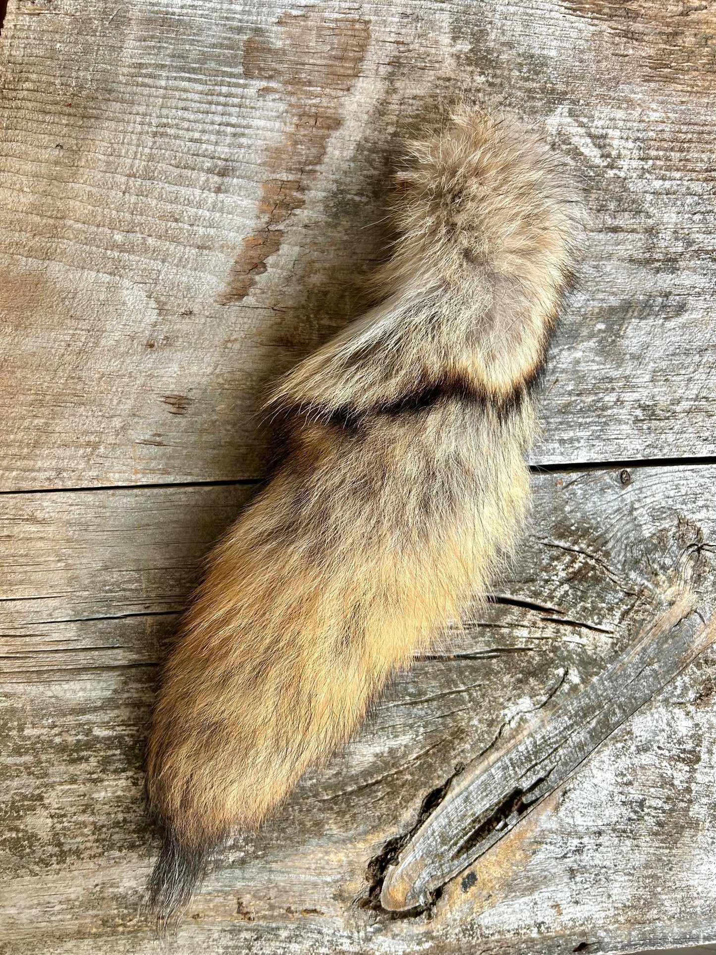 Coyote Tail