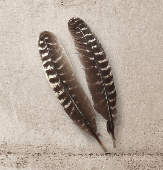 Turkey Feather