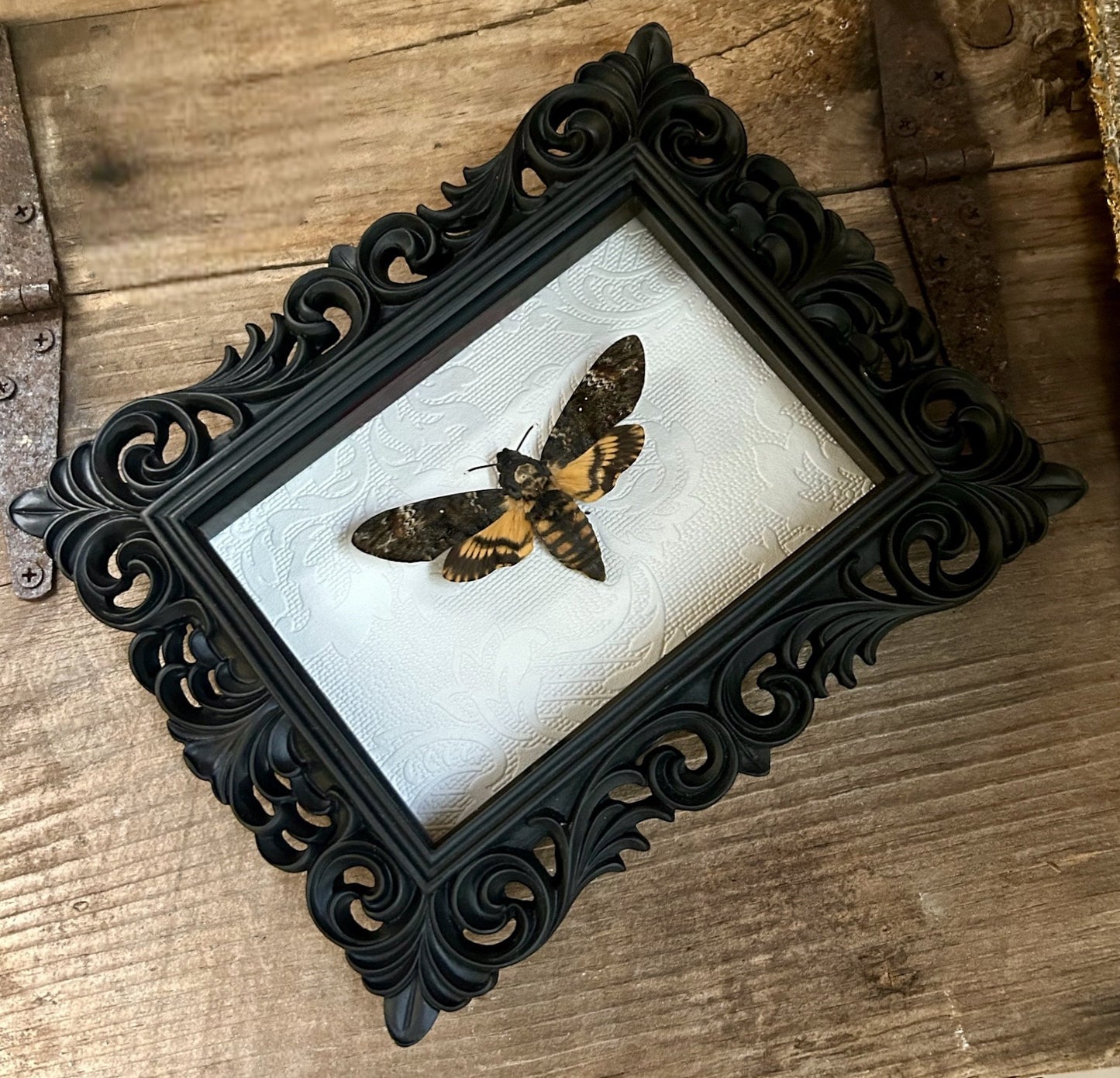 Death's Head Moth Frame