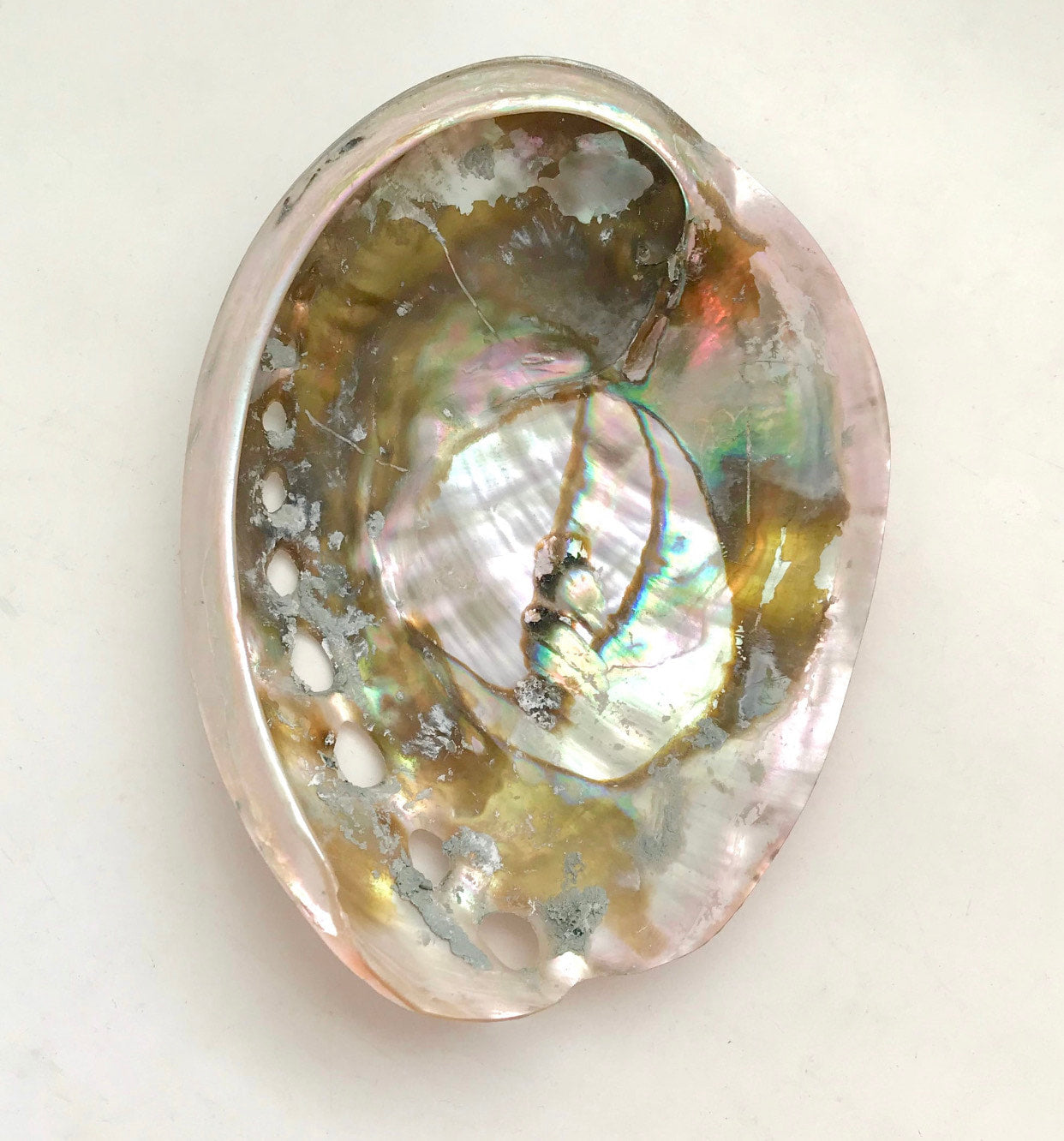 Red Polished Abalone Shell