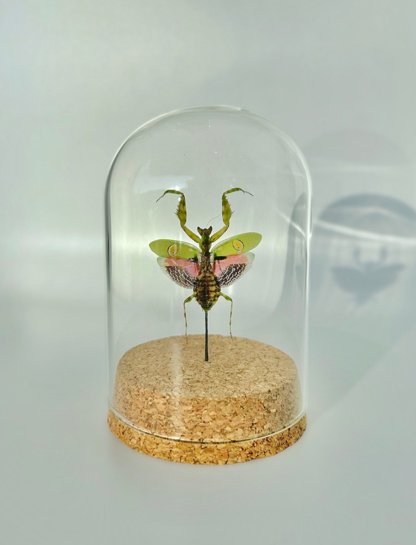 Praying Mantis Dome