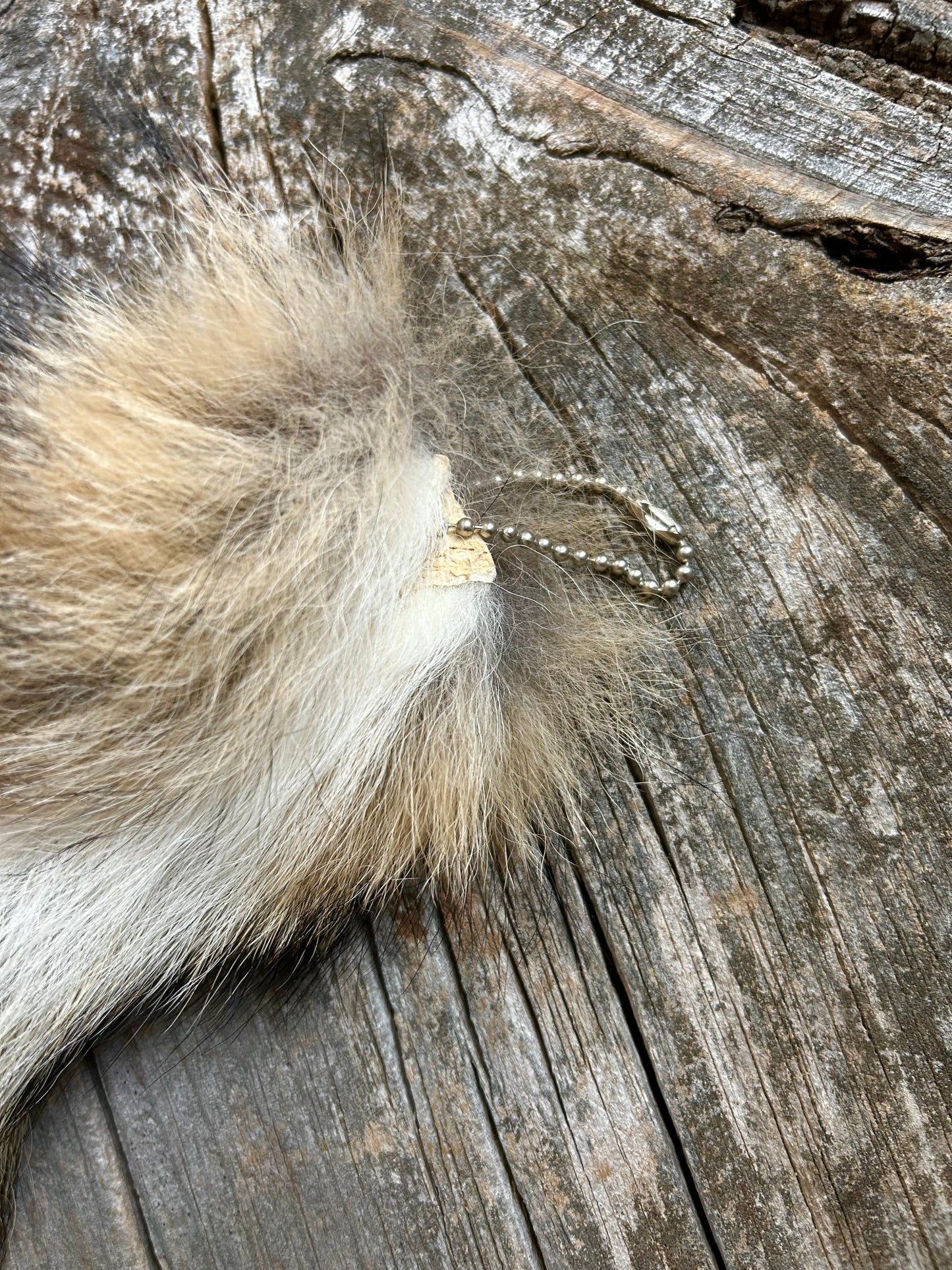 Coyote Tail