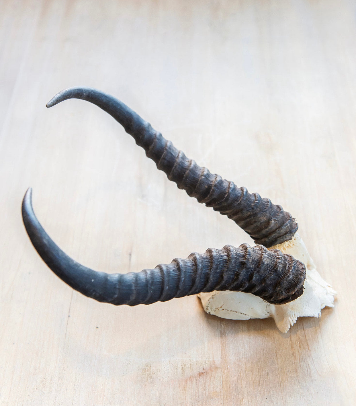 Springbok Skull Plate