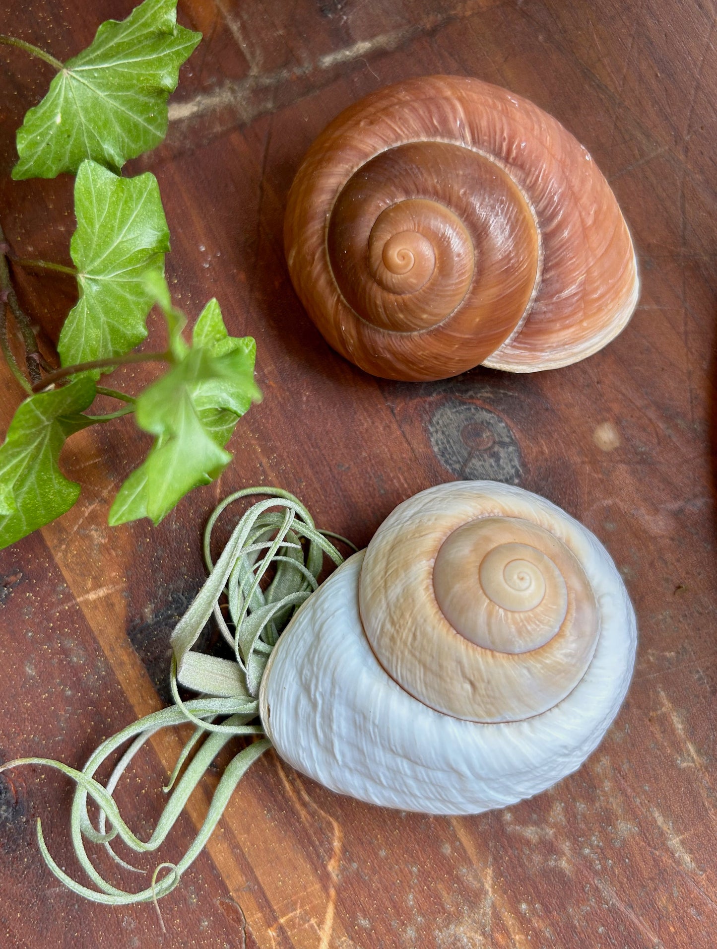 Brown Snail Shell